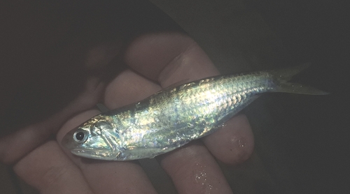 Estuary thryssa (Thryssa aestuaria) — Engraulidae — 4