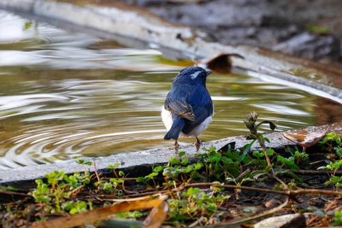 Ultramarine Flycatcher (Ficedula superciliaris), photo 3