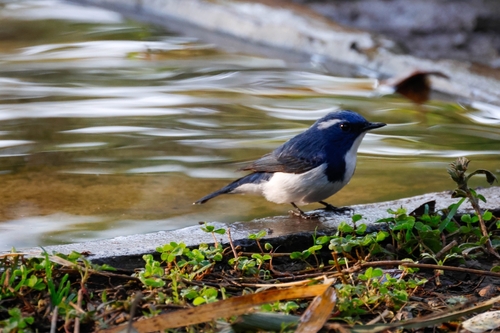 Ultramarine Flycatcher (Ficedula superciliaris), photo 10