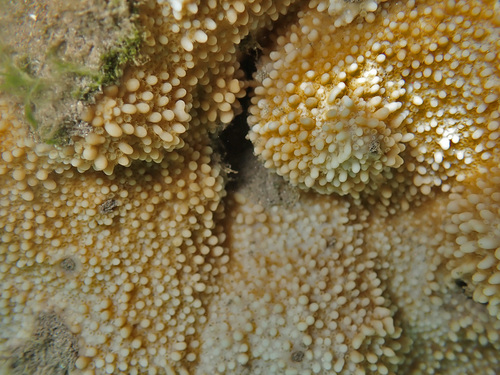 Montipora capitata observed 2024-06-12