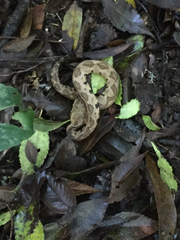 Metlapilcoatlus olmec