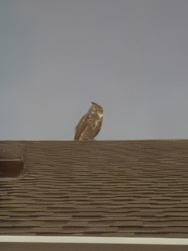 View observation of {o.common_name} on iNaturalist