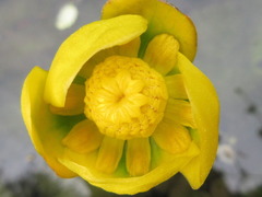 Nuphar japonica