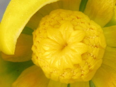 Nuphar japonica