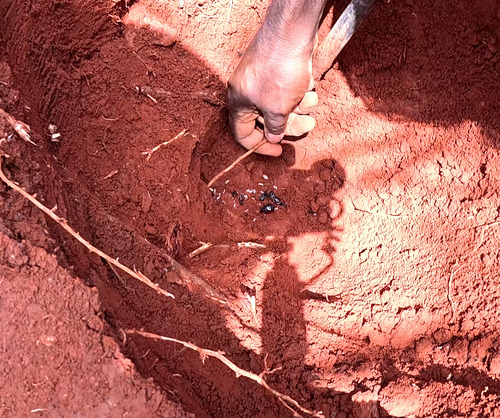 Australian Honeypot Ant