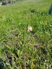 Fritillaria agrestis