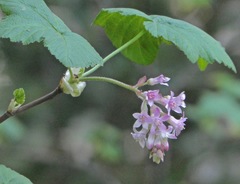 Ribes sanguineum glutinosum