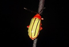 Disonycha stenosticha