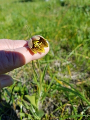 Fritillaria agrestis