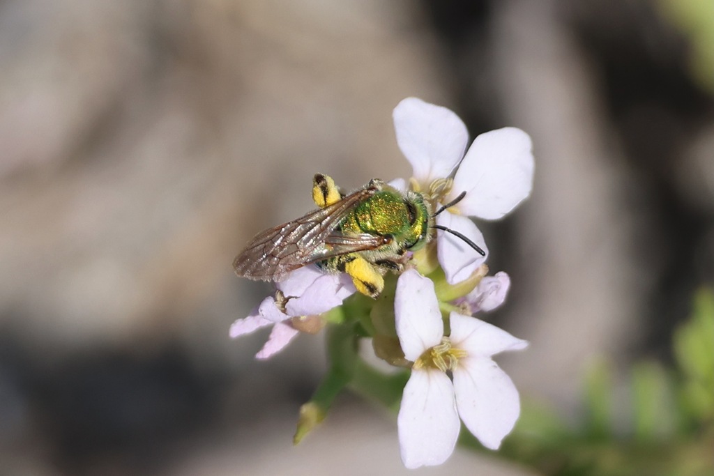 Wide-legged Sweat Bee