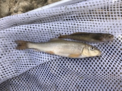 Catostomus occidentalis