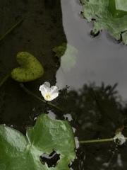 Nymphoides hydrophylla