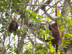 Alouatta arctoidea