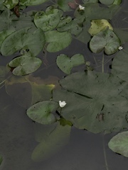 Nymphoides hydrophylla