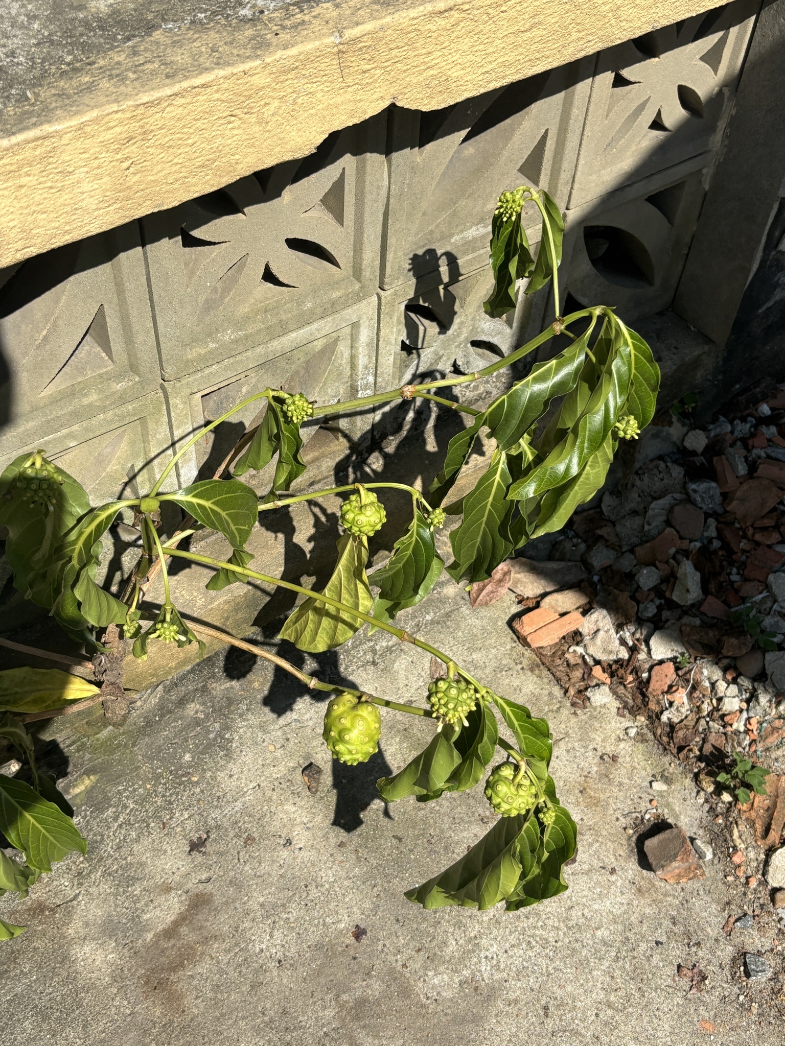 Morinda citrifolia — ảnh 3