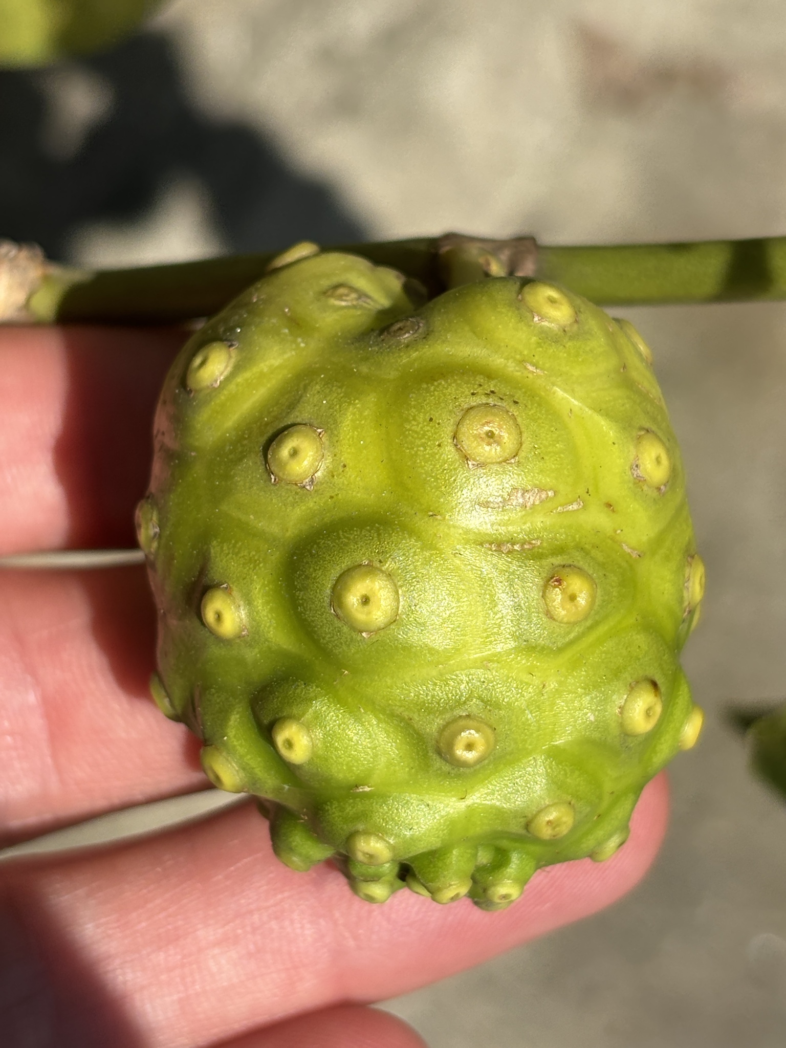 Morinda citrifolia — ảnh 2