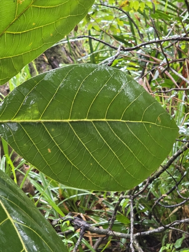 Litsea bindoniana observed 2026-02-24