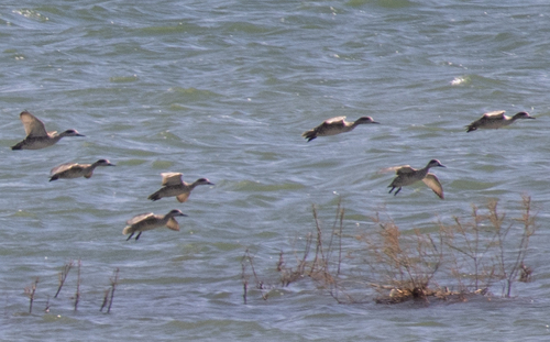 Marbled Duck (Marmaronetta angustirostris), photo 6