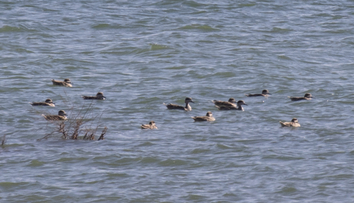 Marbled Duck (Marmaronetta angustirostris), photo 5