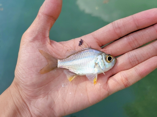 Singapore glassy perchlet (Ambassis kopsii) — Ambassidae — 2