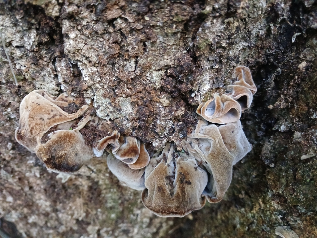 Auricularia cornea · March 2026 · photo: © ecoman (iNaturalist, cc-by)