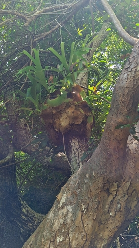 Platycerium alcicorne observed 2026-03-04