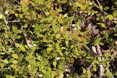 Mosiera longipes, photograph (c) Cricket Raspet, some rights reserved (CC BY)