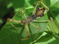 Epidaus tuberosus