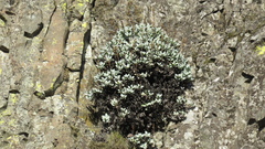 Penstemon barrettiae