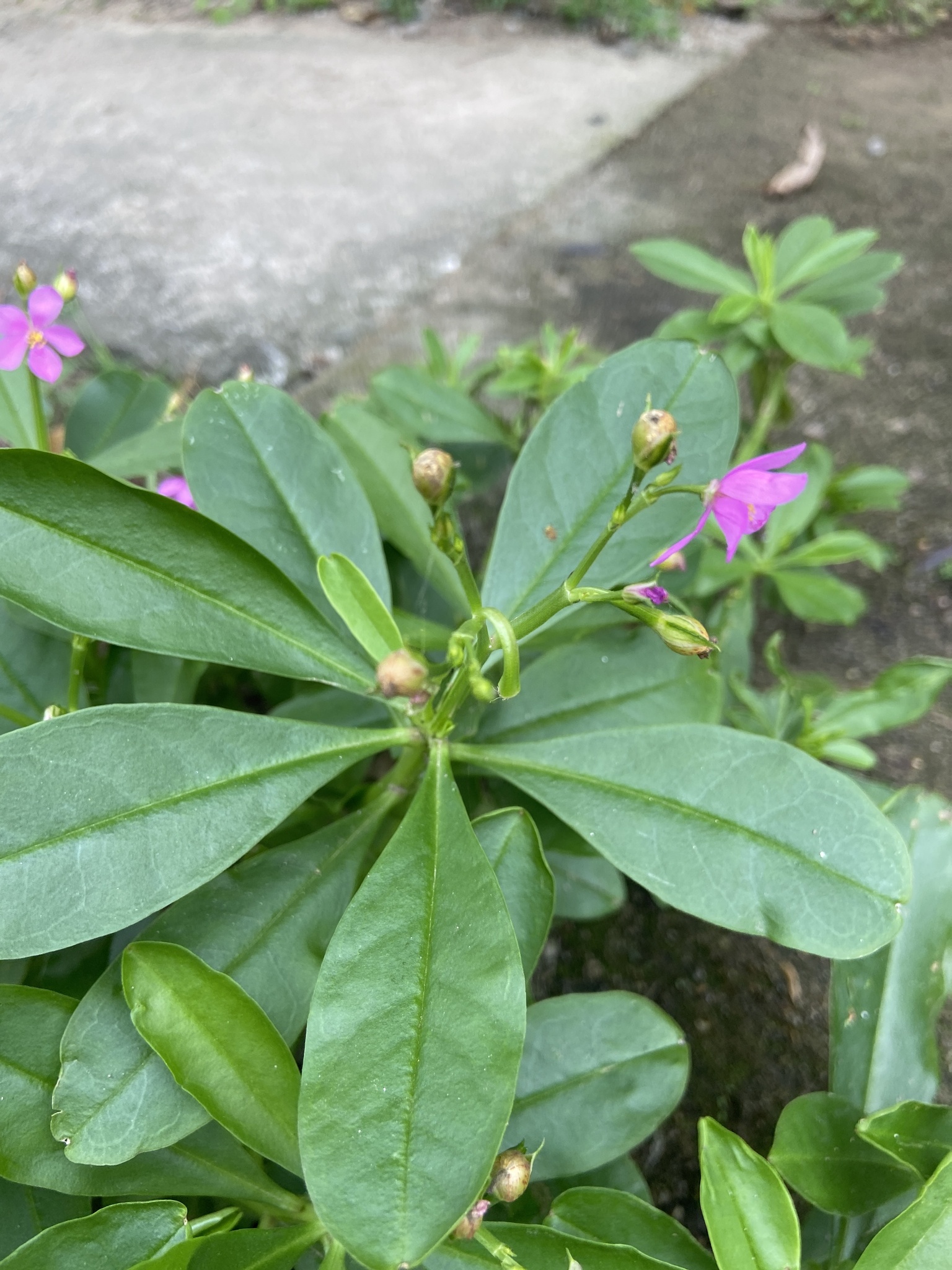 Talinum fruticosum — ảnh 2