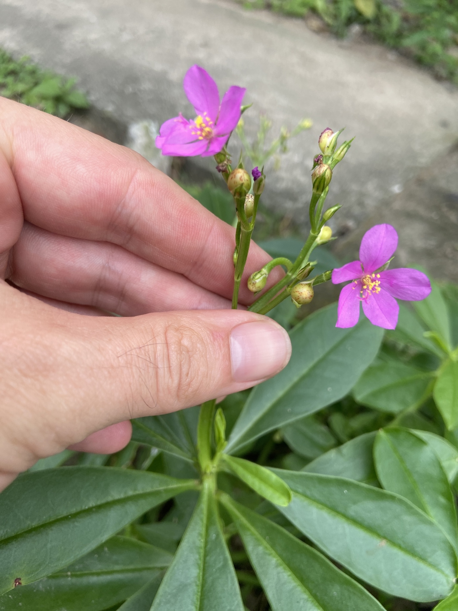 Talinum fruticosum (Talinum fruticosum)