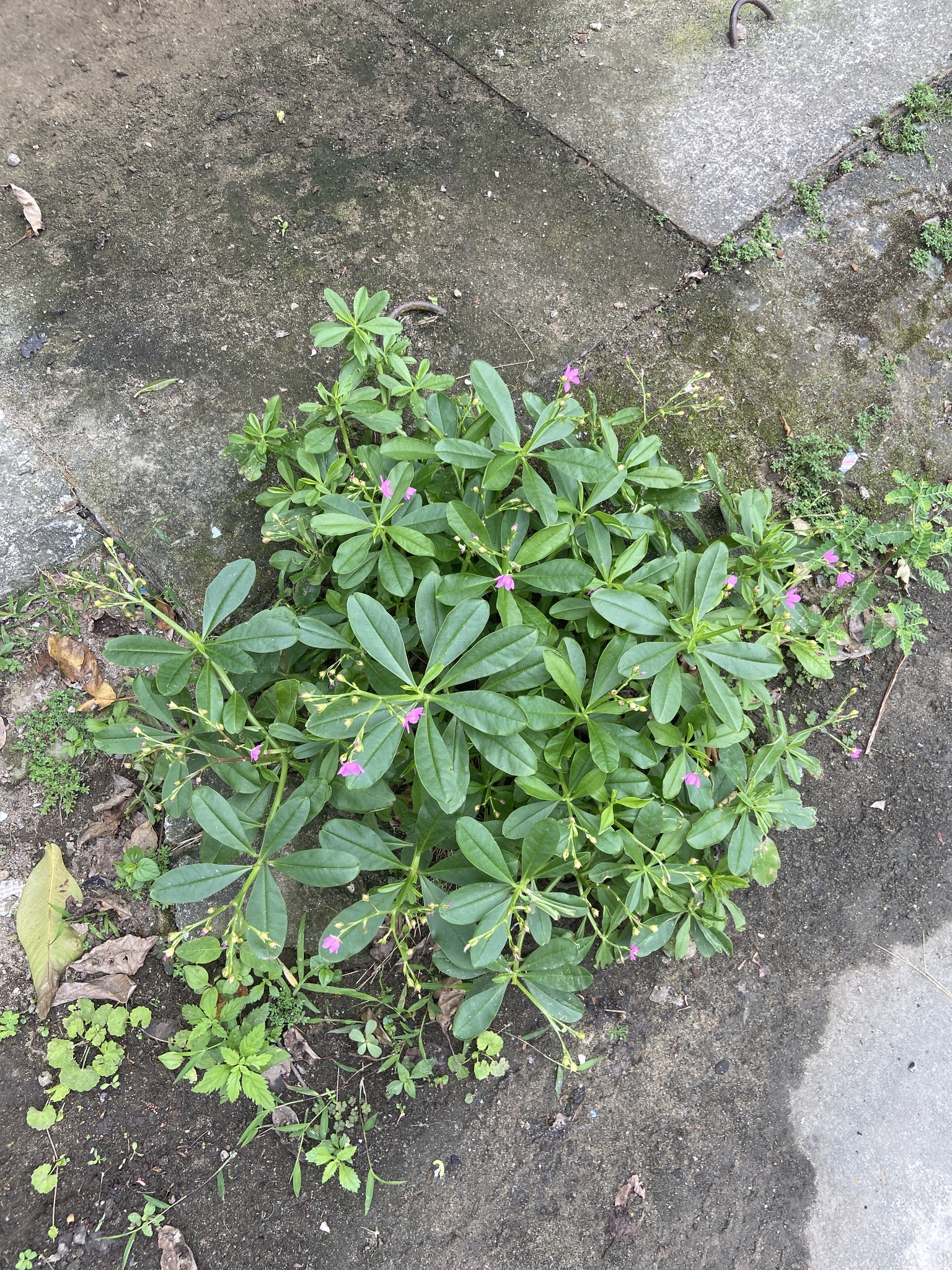 Talinum fruticosum — ảnh 3