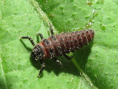 Aiolocaria hexaspilota