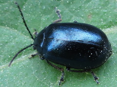 Agelastica coerulea