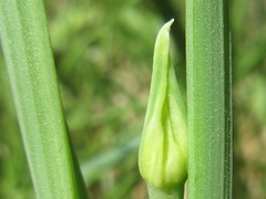 Allium macrostemon