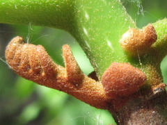 Picrasma quassioides