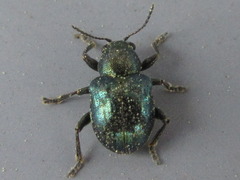 Scelodonta lewisii