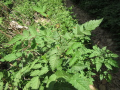 Rubus pungens oldhamii