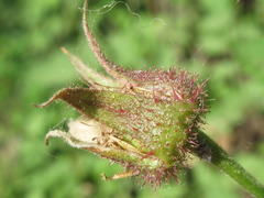Rubus pungens oldhamii