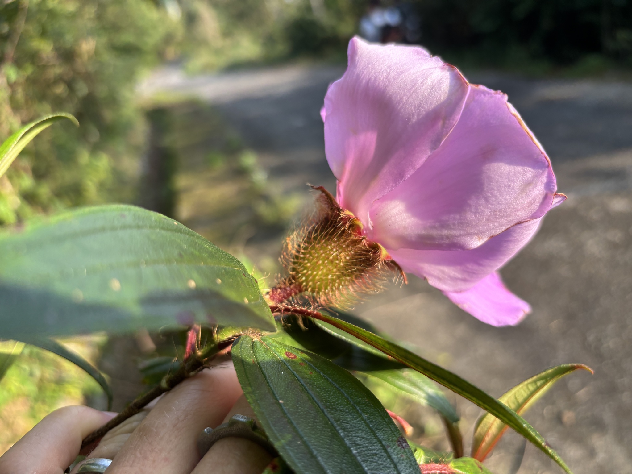 Melastoma sanguineum (Melastoma sanguineum)