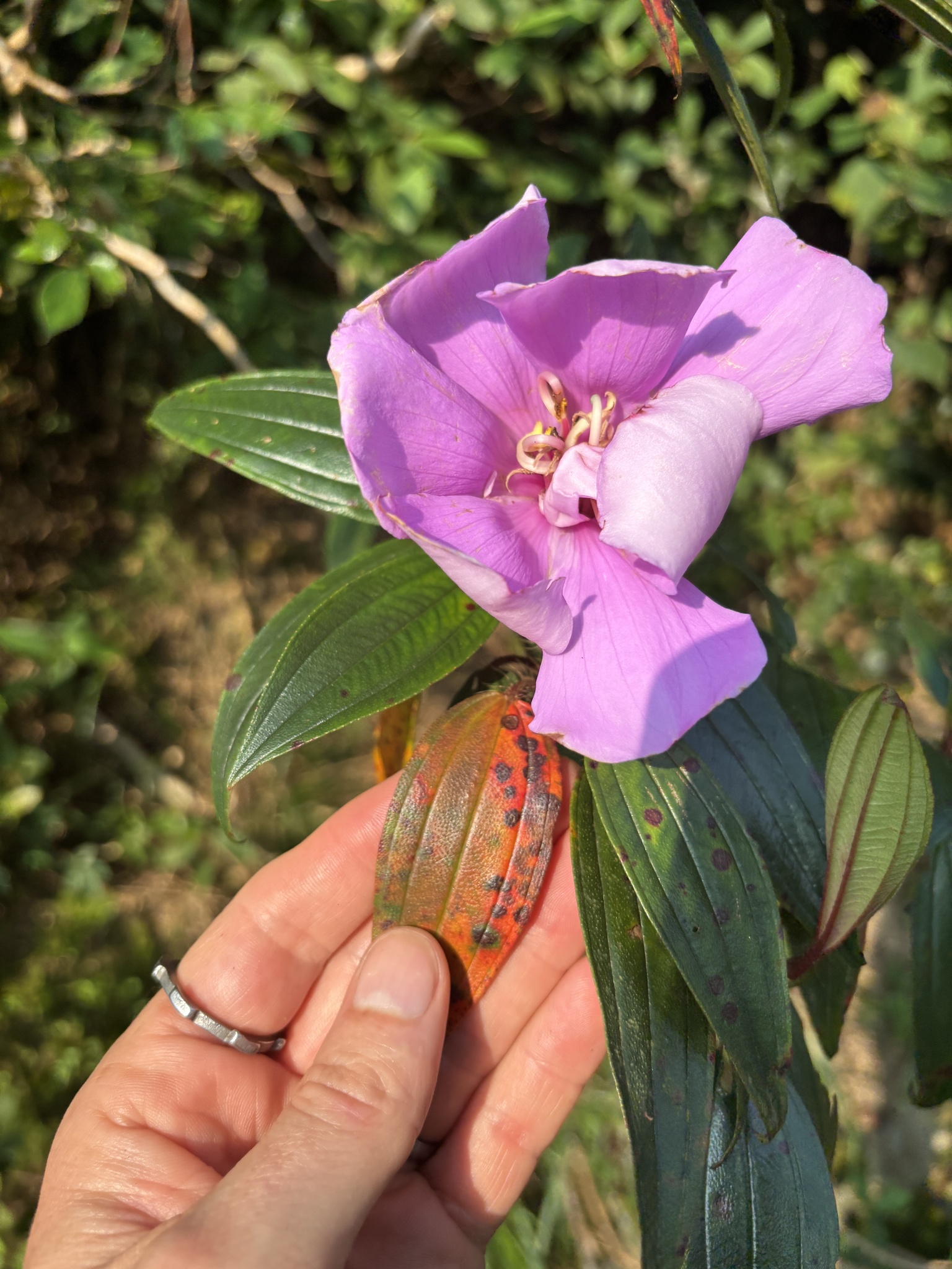 Melastoma sanguineum — ảnh 2