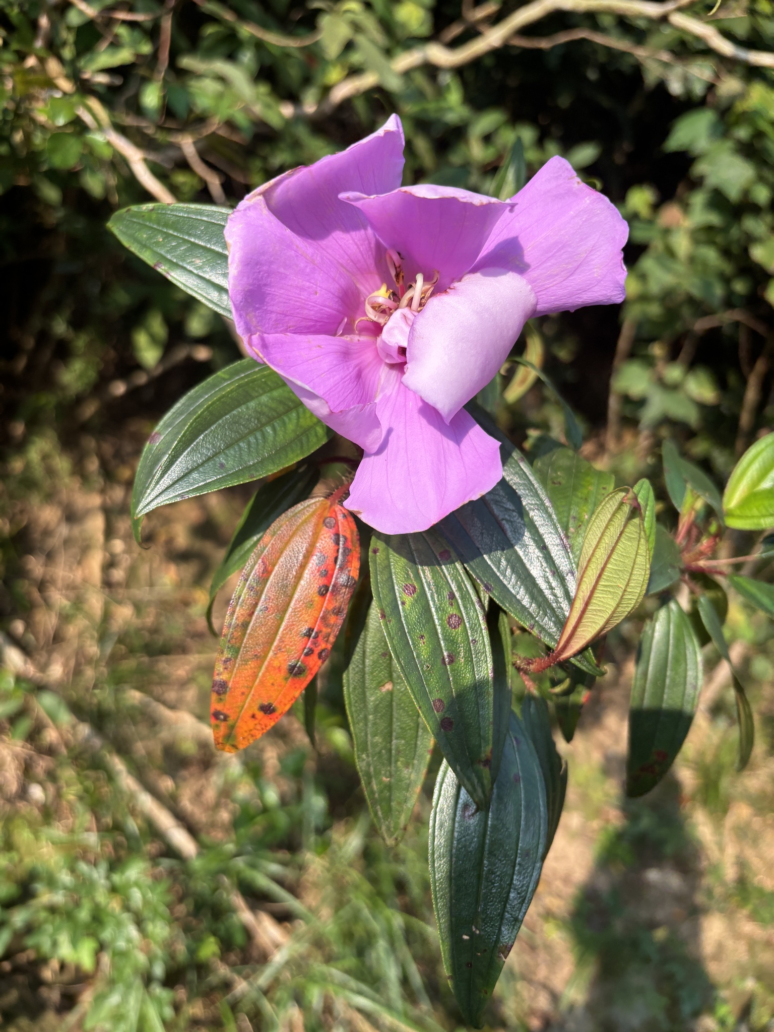 Melastoma sanguineum — ảnh 3