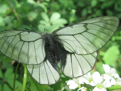Parnassius stubbendorfii