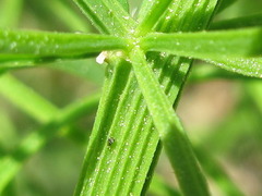 Asparagus schoberioides