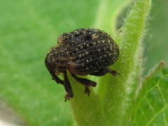 Stereonychus thoracicus