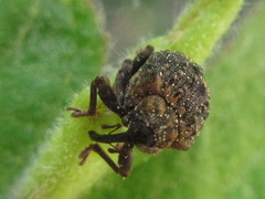 Stereonychus thoracicus