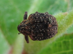 Stereonychus thoracicus