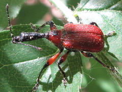 Apoderus jekelii