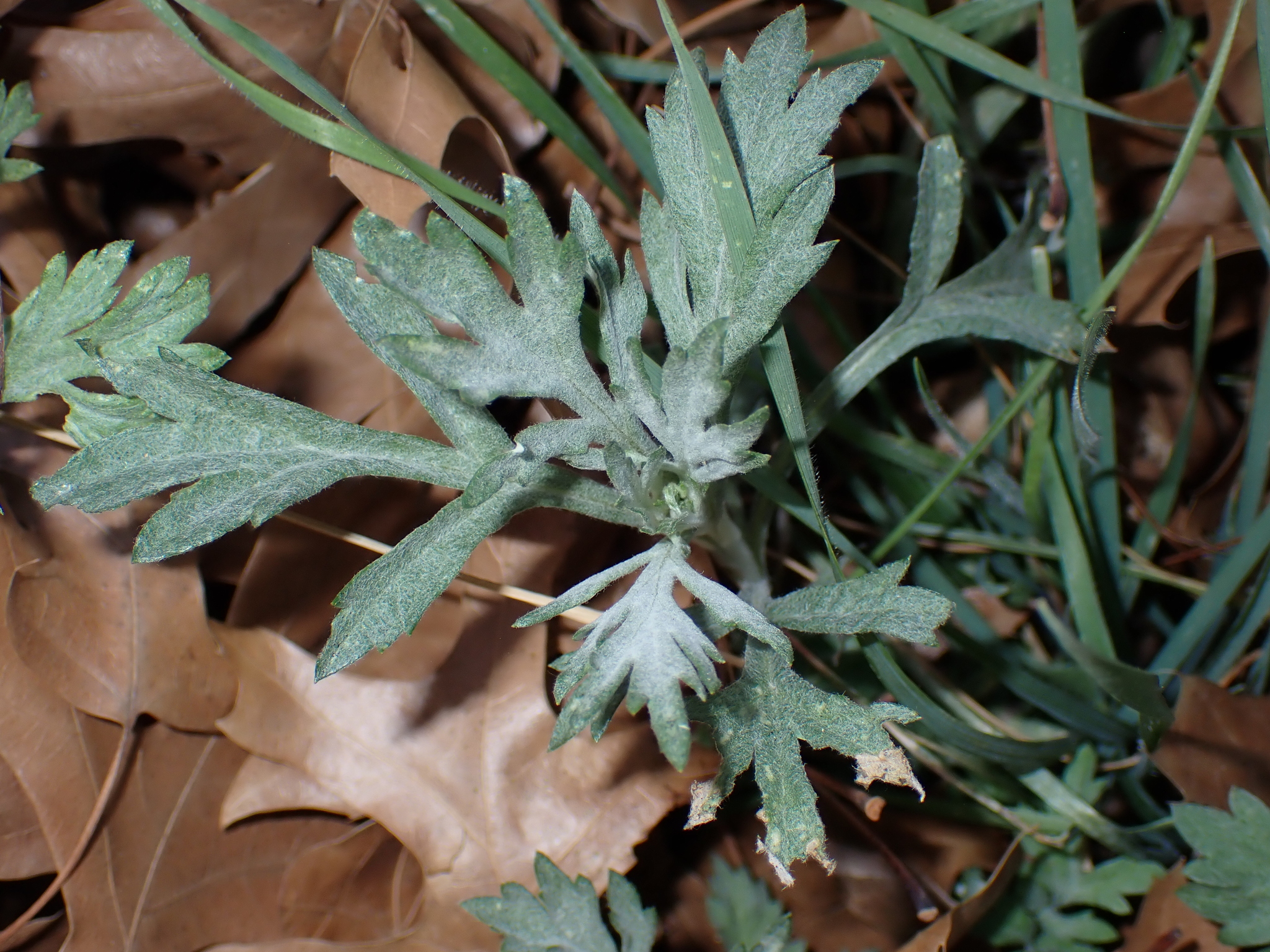 Imagem de Artemisia ludoviciana