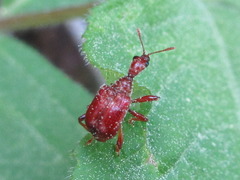 Leptapoderus rubidus